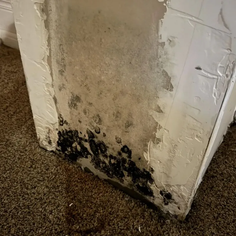 Professional Mold Removal in Kemmerer, WY